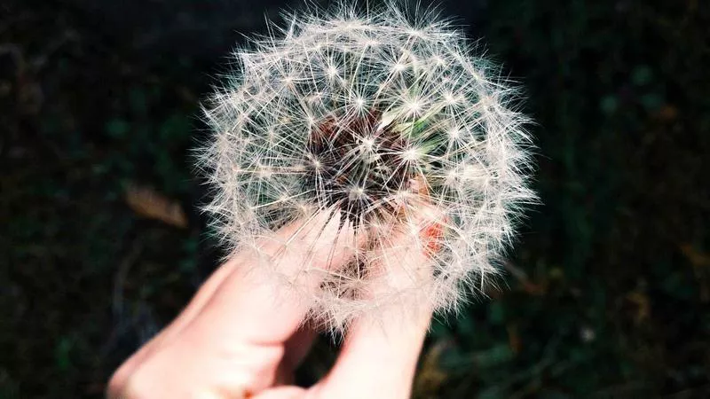 Phân tích chuyên sâu hình ảnh Hiểm họa khôn lường từ việc lạm dụng Fentanyl mua qua mạng xã hội